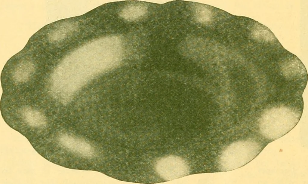 An illustration from Catalogue 82., 1911, leaf 13