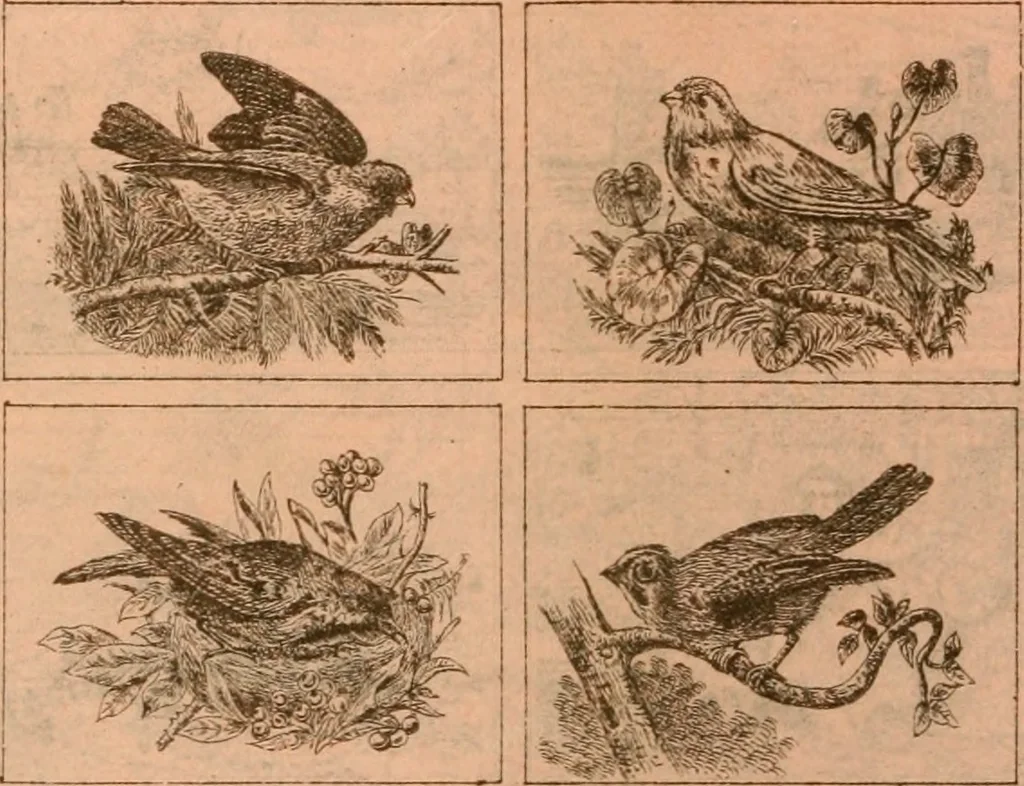 An illustration from Catalogue : Carter's oil chromos, Carter's popular crayons., 1877, leaf 13