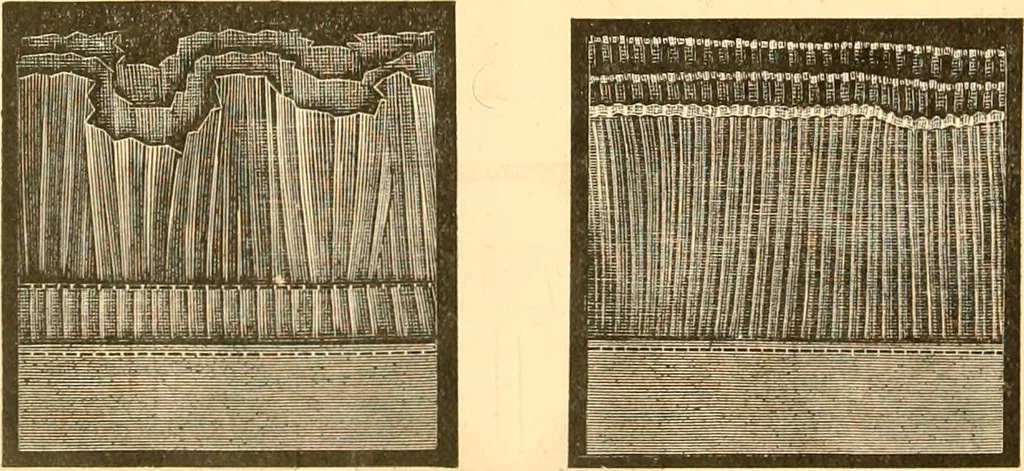 An illustration from Catalogue containing illustrations and price lists of Newman & Levinson .., 1891, leaf 113