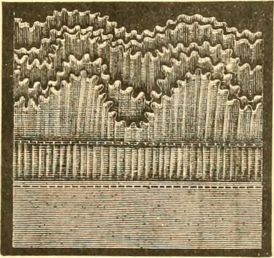 An illustration from Catalogue containing illustrations and price lists of Newman & Levinson .., 1891, leaf 114