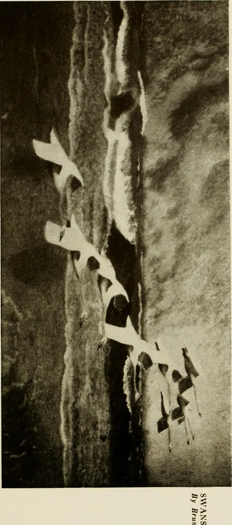 An illustration from Catalogue de luxe of the Department of Fine Arts, Panama-Pacific International Exposition, 1915, leaf 246