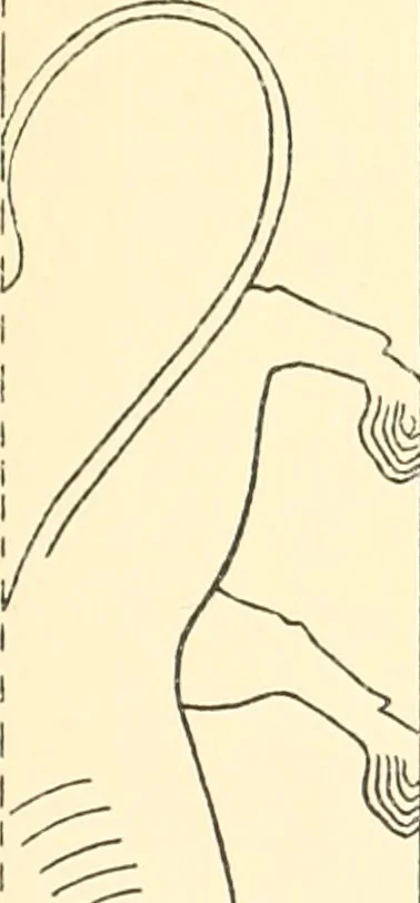 An illustration from Catalogue des monuments et inscriptions de l'Égypte antique / publié sous les auspices de S.A. Abbas II Helmi par la direction générale du Service des antiquités [de l'Égypte] ; par J. de Morgan, U. Bouriant, G. Legrain, G. Jéquier, A. Barsanti, 1894, leaf 154