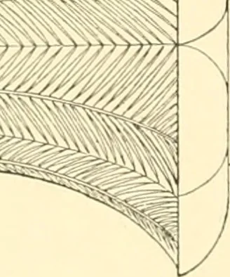 An illustration from Catalogue des monuments et inscriptions de l'Égypte antique / publié sous les auspices de S.A. Abbas II Helmi par la direction générale du Service des antiquités [de l'Égypte] ; par J. de Morgan, U. Bouriant, G. Legrain, G. Jéquier, A. Barsanti, 1894, leaf 237