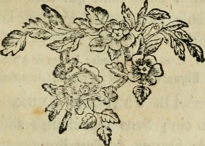 An illustration from Catalogue des tableaux de la Galerie impériale et royale de Vienne, 1784, leaf 176
