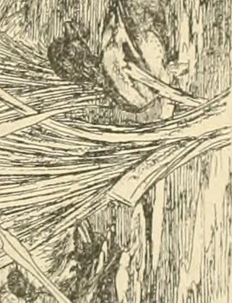 An illustration from Catalogue illustré des ouvrages de peinture, sculpture et gravure, 1890, leaf 268