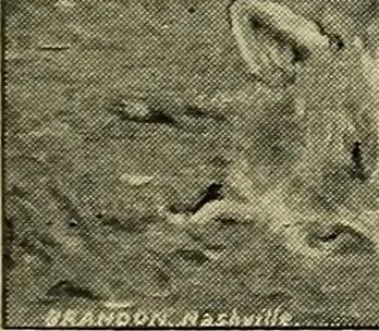 An illustration from Catalogue (illustrated) Fine arts department, 1897, leaf 50