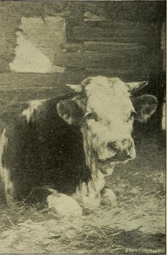 An illustration from Catalogue (illustrated) Fine arts department, 1897, leaf 55