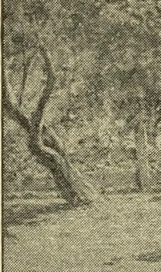 An illustration from Catalogue (illustrated) Fine arts department, 1897, leaf 57