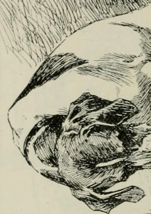 An illustration from Catalogue illustré, 1879, leaf 223