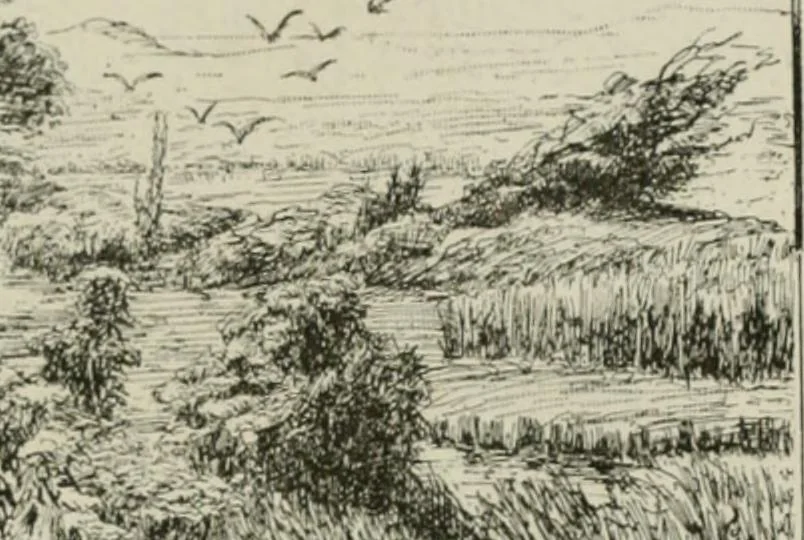 An illustration from Catalogue illustré, 1879, leaf 258