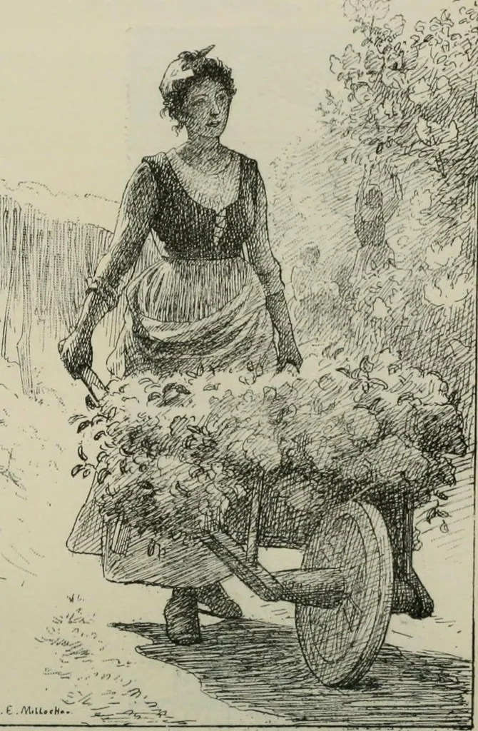 An illustration from Catalogue illustré, 1879, leaf 265