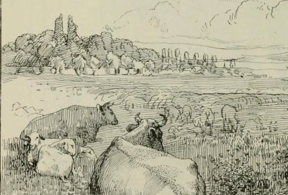 An illustration from Catalogue illustré, 1879, leaf 309