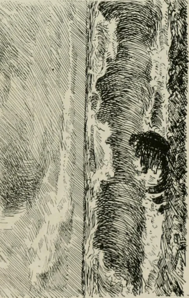 An illustration from Catalogue illustré, 1879, leaf 98