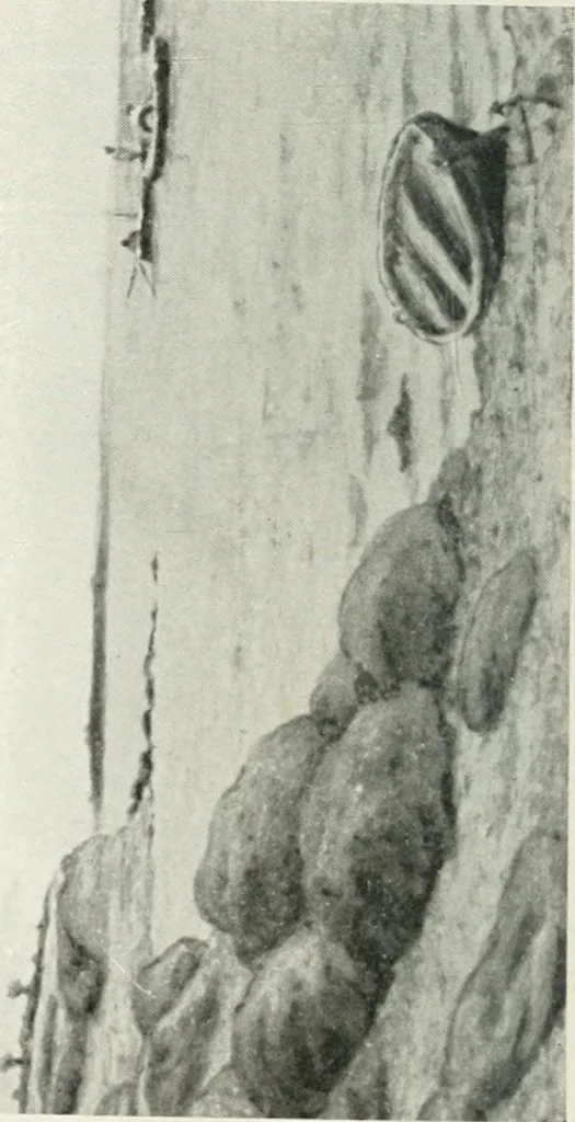 An illustration from Catalogue illustré, 1879, leaf 169