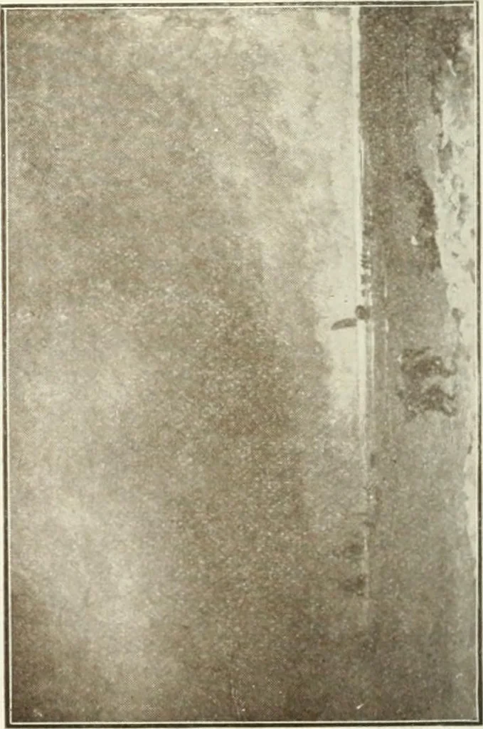 An illustration from Catalogue illustré, 1879, leaf 187