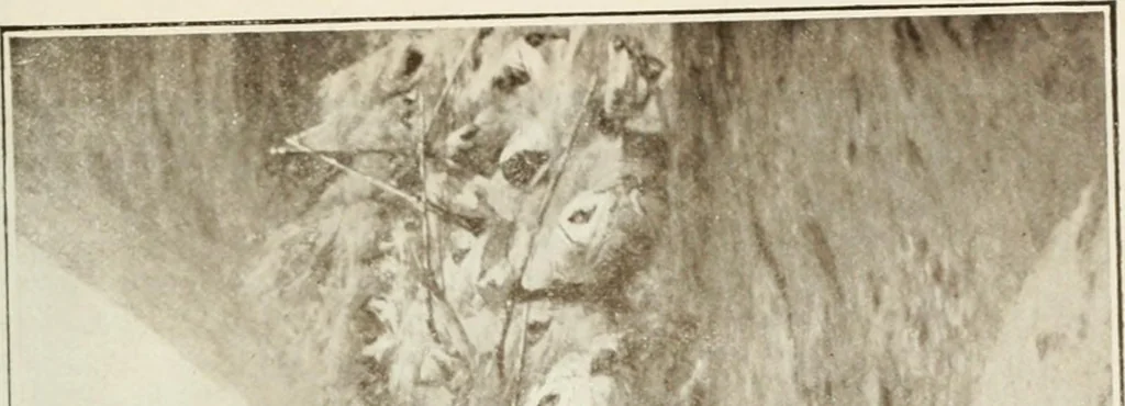 An illustration from Catalogue illustré, 1879, leaf 188