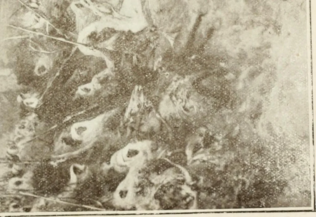An illustration from Catalogue illustré, 1879, leaf 188
