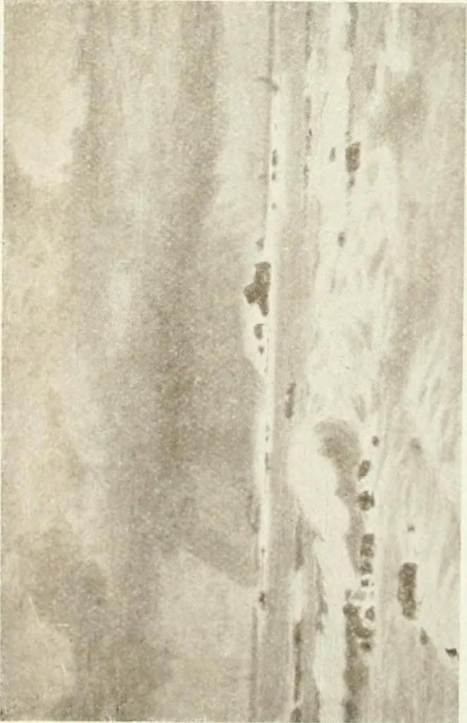 An illustration from Catalogue illustré, 1879, leaf 199