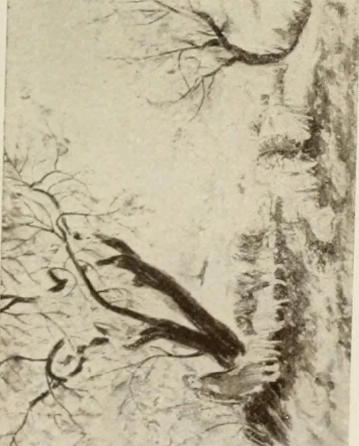 An illustration from Catalogue illustré, 1879, leaf 272