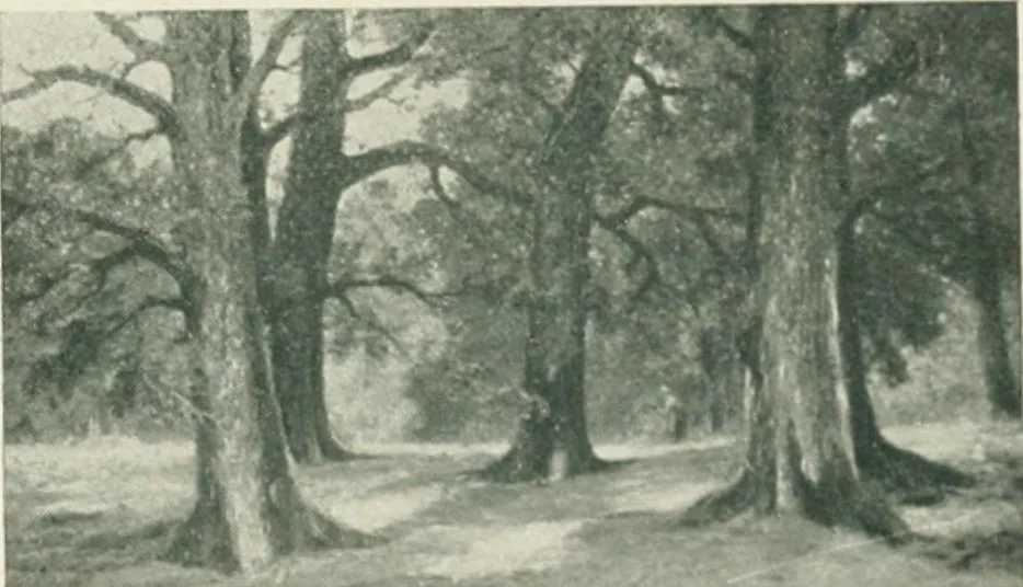 An illustration from Catalogue illustré, 1879, leaf 278