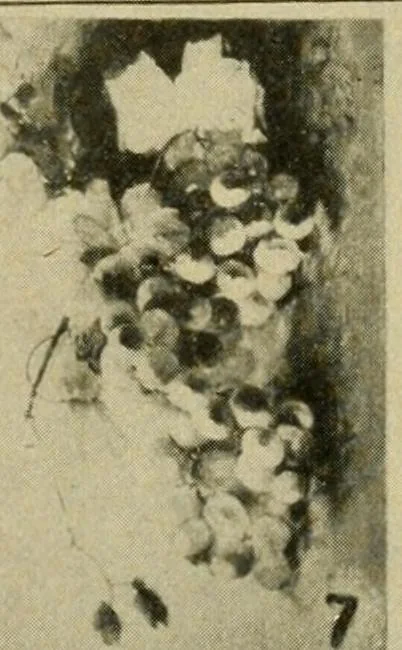 An illustration from Catalogue and instruction book., 1908, leaf 44