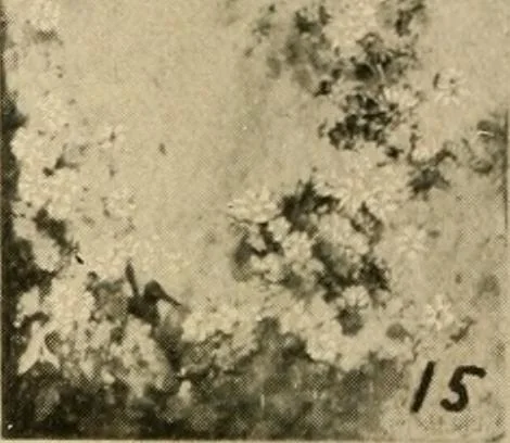 An illustration from Catalogue and instruction book., 1908, leaf 45