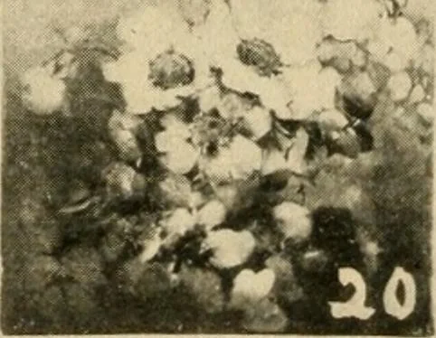 An illustration from Catalogue and instruction book., 1908, leaf 45
