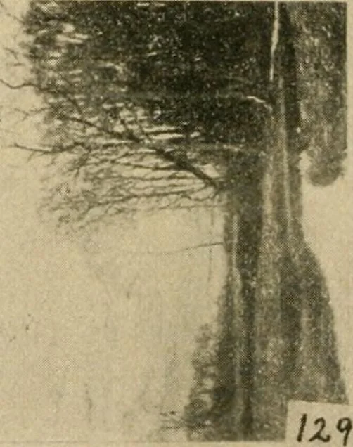 An illustration from Catalogue and instruction book., 1908, leaf 57