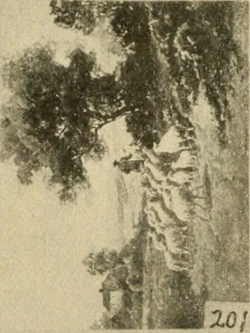 An illustration from Catalogue and instruction book., 1908, leaf 61