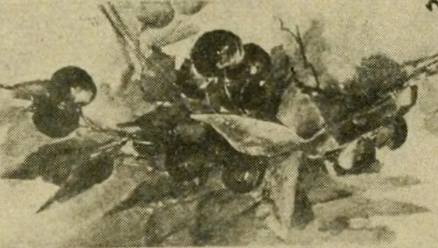 An illustration from Catalogue and instruction book., 1908, leaf 64