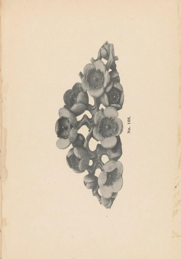 An illustration from Catalogue of magnificent collection of antique carvings and things Buddhistic from temples and palaces of Japan and China, .., 1903, leaf 35