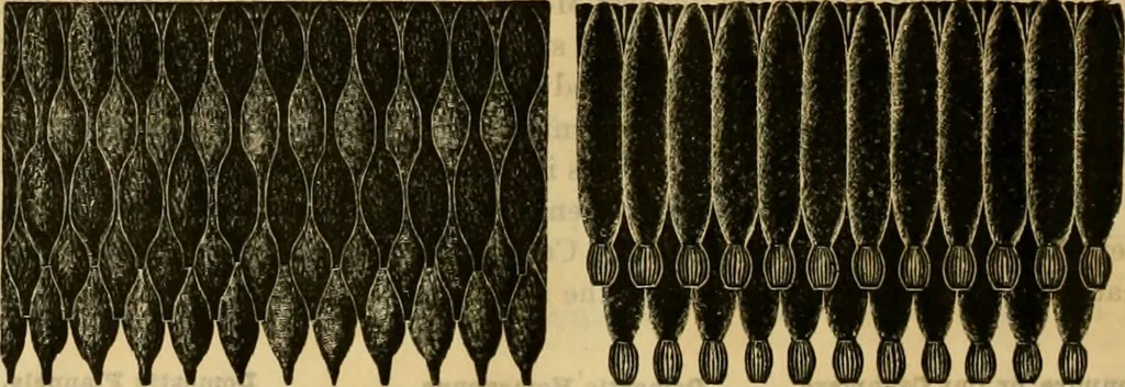 An illustration from Catalogue no. 52., 1886, leaf 41