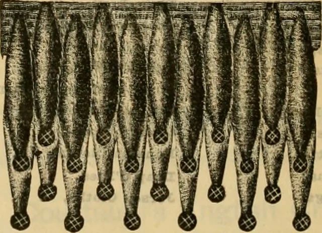 An illustration from Catalogue no. 52., 1886, leaf 41