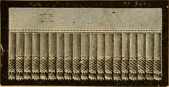 An illustration from Catalogue no. 52., 1886, leaf 50