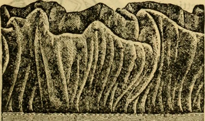 An illustration from Catalogue no. 96 : dry goods, clothing, boots and shoes, hats and caps, ladies' and gents' furnishing goods, crockery, etc., etc., bought at sheriffs', receivers', and trustees' sales., 1899, leaf 18