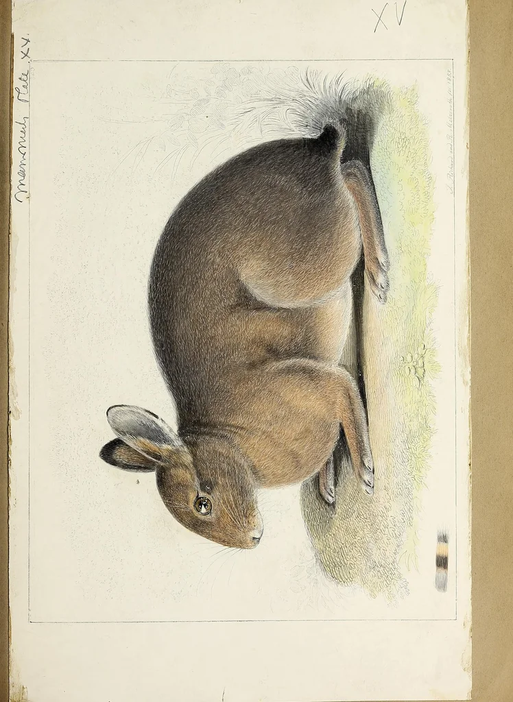 An illustration from Catalogue North American mammals with drawings and proof of plates, 1856, leaf 129