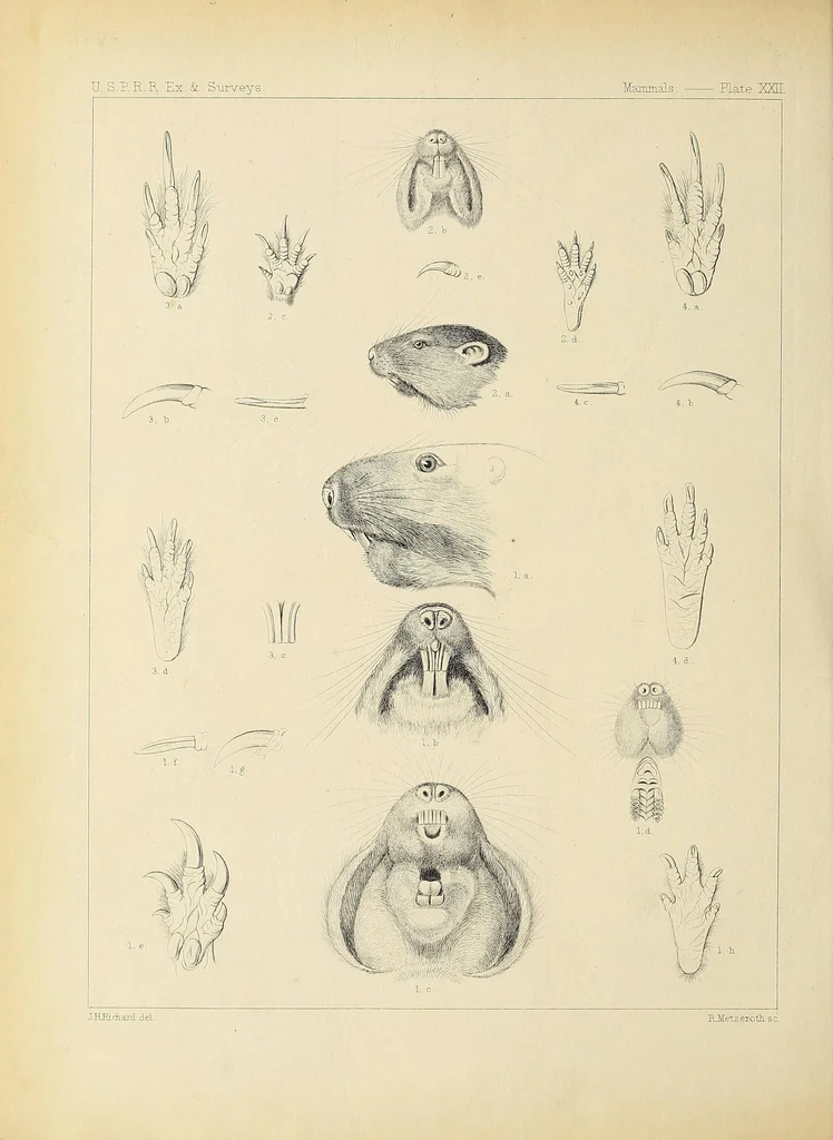 An illustration from Catalogue North American mammals with drawings and proof of plates, 1856, leaf 164