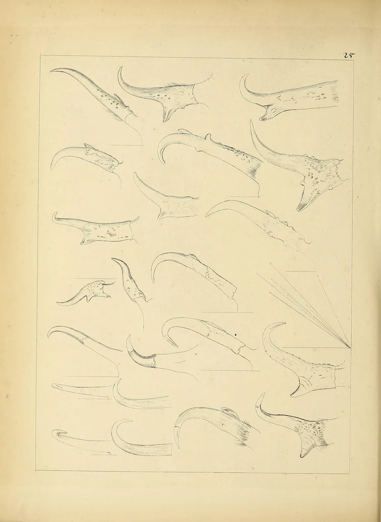 An illustration from Catalogue North American mammals with drawings and proof of plates, 1856, leaf 180
