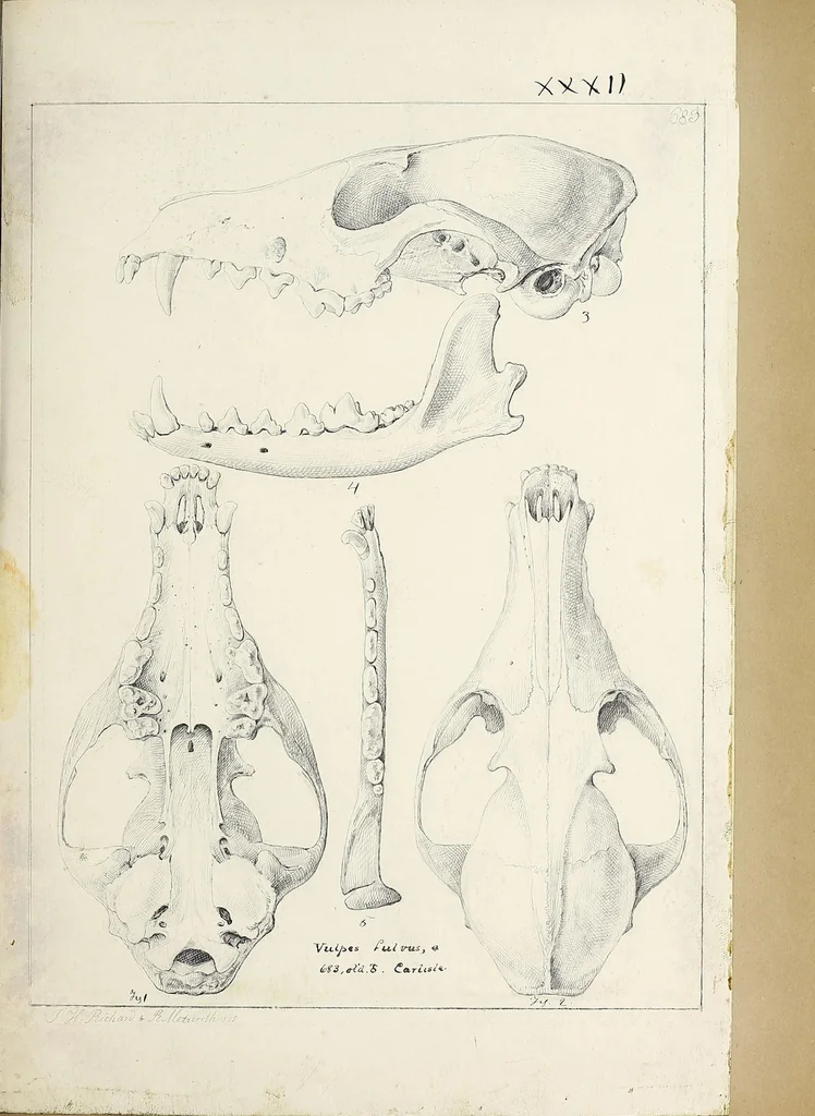 An illustration from Catalogue North American mammals with drawings and proof of plates, 1856, leaf 215