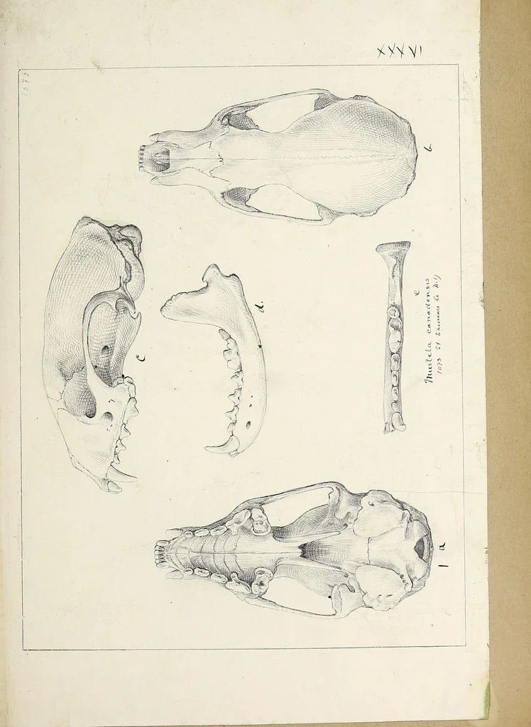 An illustration from Catalogue North American mammals with drawings and proof of plates, 1856, leaf 233