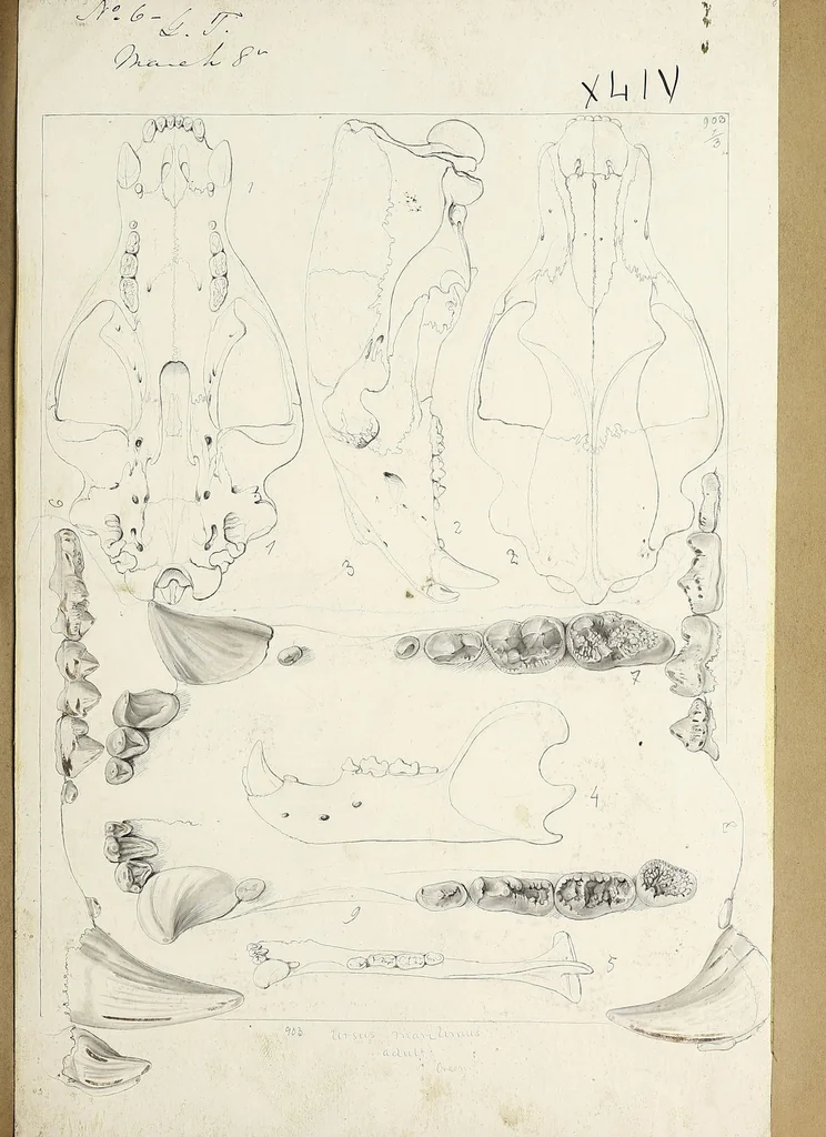 An illustration from Catalogue North American mammals with drawings and proof of plates, 1856, leaf 271
