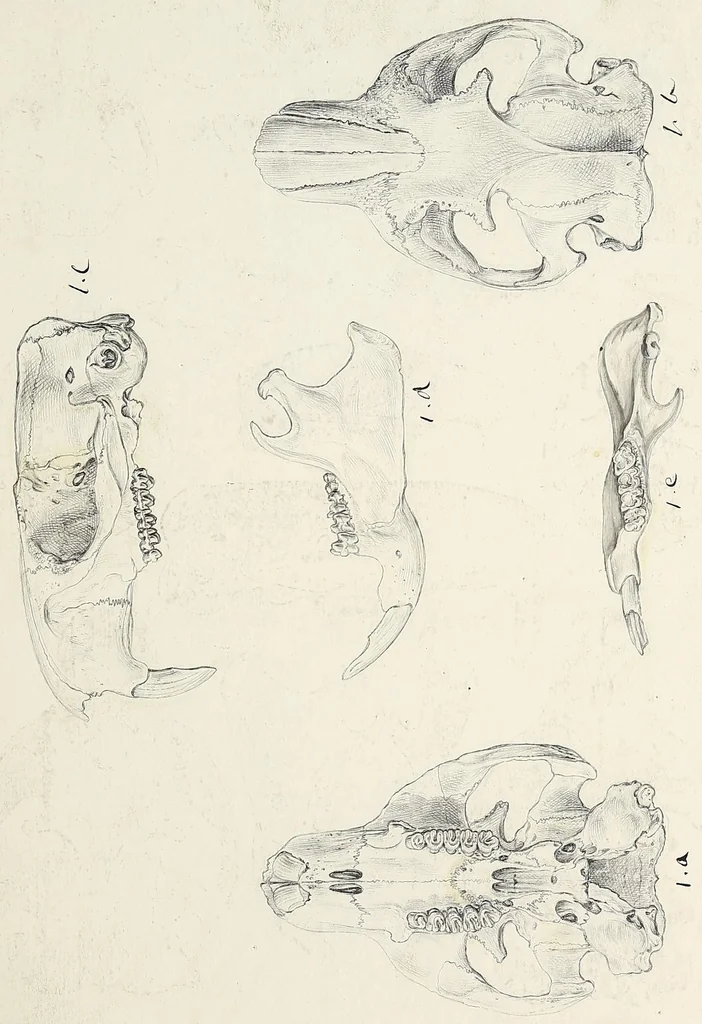 An illustration from Catalogue North American mammals with drawings and proof of plates, 1856, leaf 289