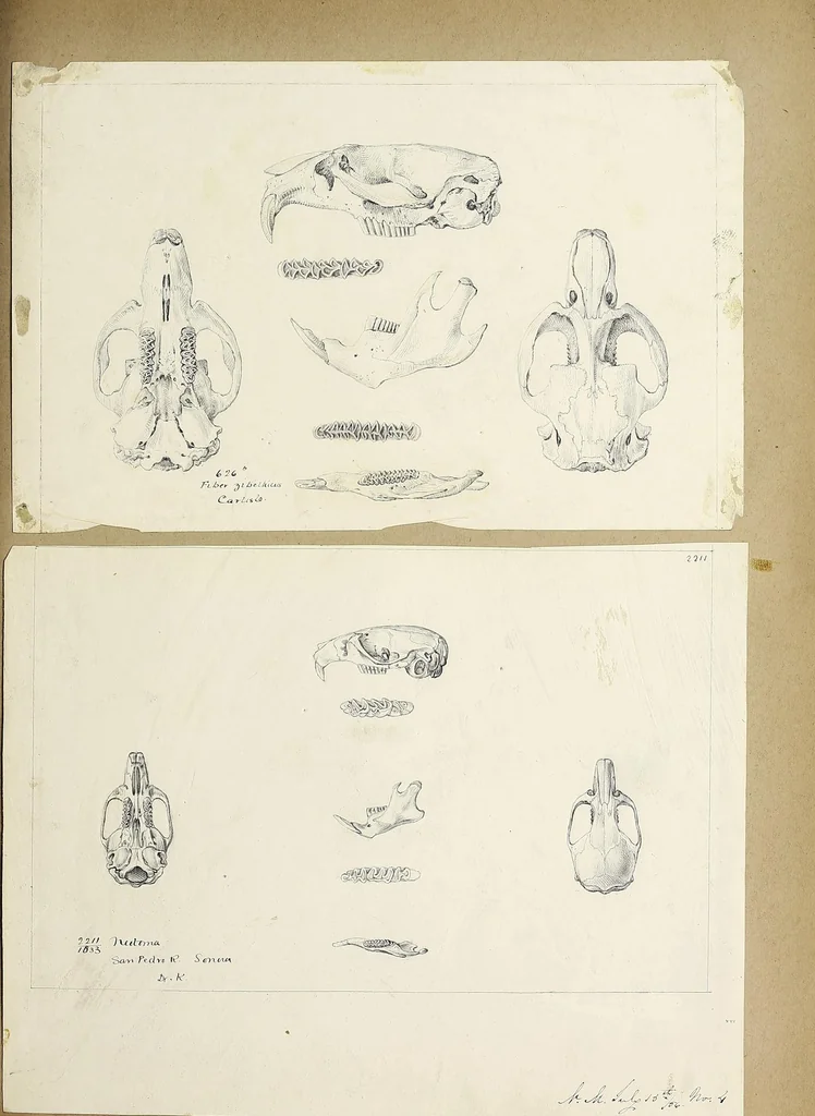 An illustration from Catalogue North American mammals with drawings and proof of plates, 1856, leaf 345