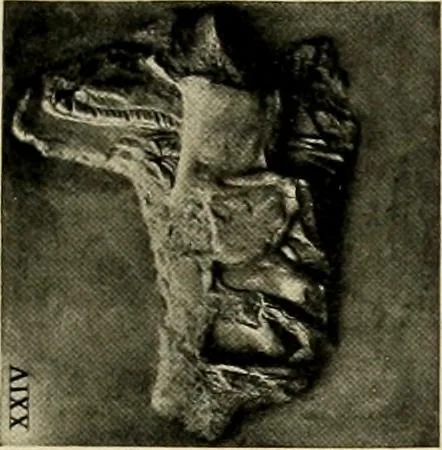An illustration from Catalogue of plaster reproductions from antique, medieval and modern sculpture : subjects suitable for schools, libraries, and homes., 1911, leaf 100