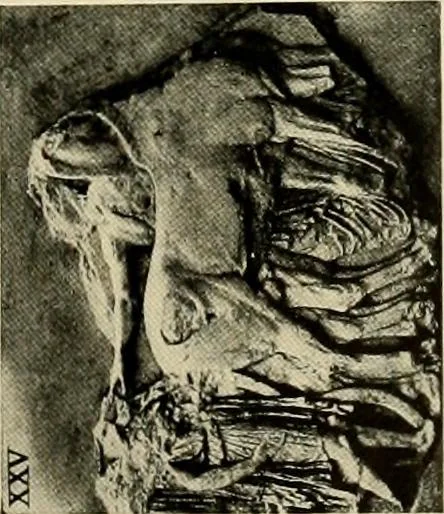 An illustration from Catalogue of plaster reproductions from antique, medieval and modern sculpture : subjects suitable for schools, libraries, and homes., 1911, leaf 100