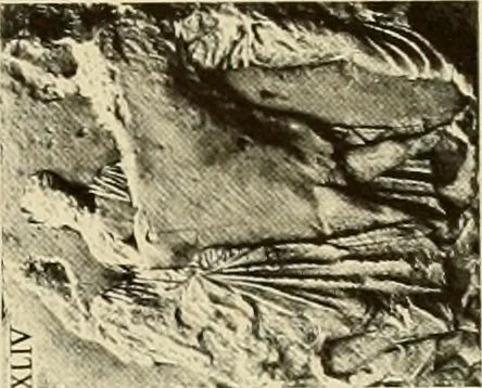An illustration from Catalogue of plaster reproductions from antique, medieval and modern sculpture : subjects suitable for schools, libraries, and homes., 1911, leaf 100