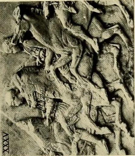 An illustration from Catalogue of plaster reproductions from antique, medieval and modern sculpture : subjects suitable for schools, libraries, and homes., 1911, leaf 102