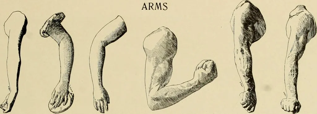 An illustration from Catalogue of plaster reproductions from antique, medieval and modern sculpture : subjects suitable for schools, libraries, and homes., 1911, leaf 180