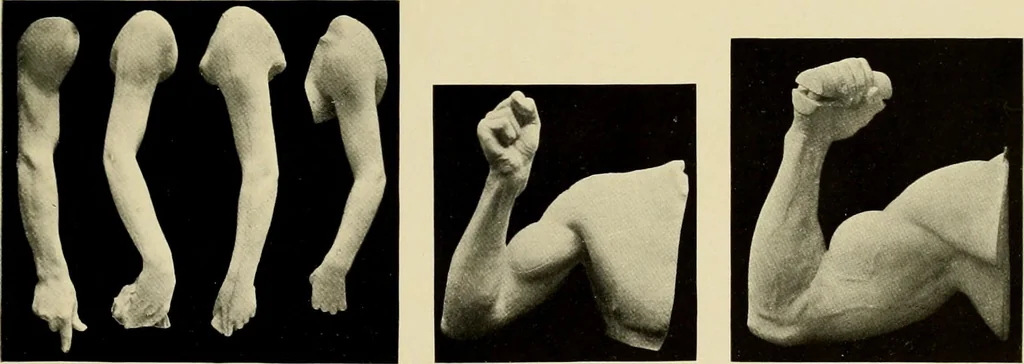 An illustration from Catalogue of plaster reproductions from antique, medieval and modern sculpture : subjects suitable for schools, libraries, and homes., 1911, leaf 180