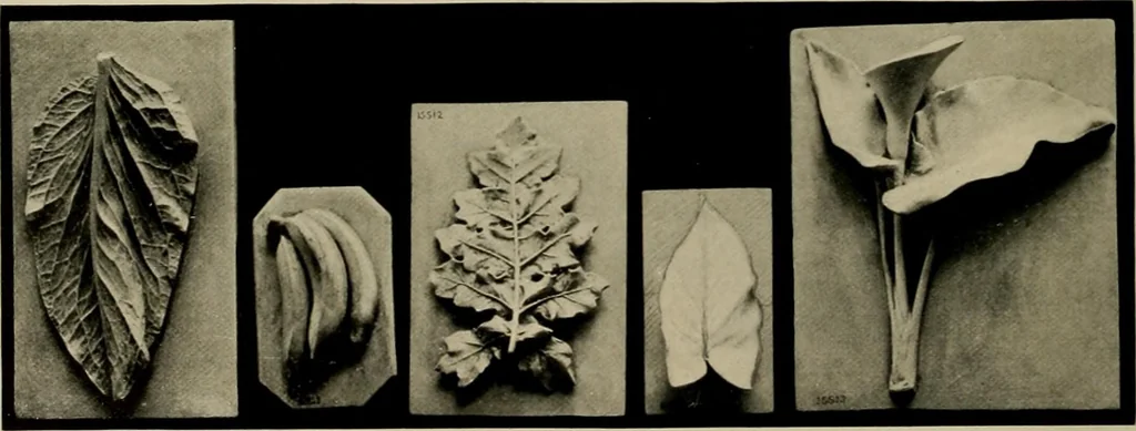 An illustration from Catalogue of plaster reproductions from antique, medieval and modern sculpture : subjects suitable for schools, libraries, and homes., 1911, leaf 191